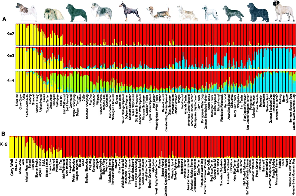The intelligence of 2024 dogs